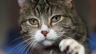 Kittyply_edit1