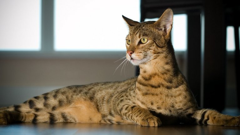 АшераАшера е невероятно рядка порода котки, които могат да достигнат до 125 хил. долара. От породата се раждат само пет котенца всяка година, които са характерни с шарките си на леопард и елегантното си тяло. Всъщност са хибрид между леопардова азиатска котка и африкански сервал.