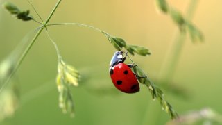 pexels-pixabay-121472