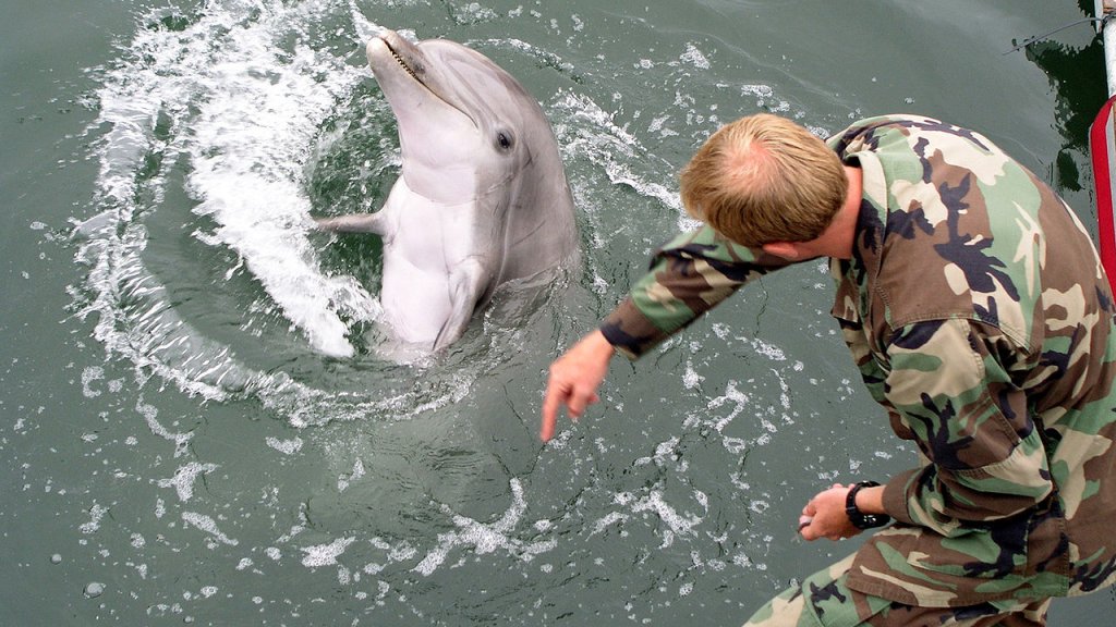 1280px-Military-trained-dolphin