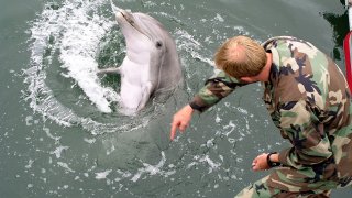 1280px-Military-trained-dolphin