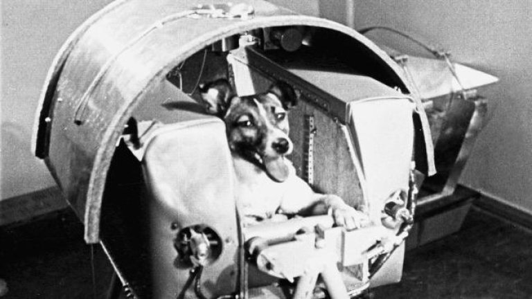 on-this-day-laika-the-dog-makes-space-history-136401421443103901-151103001005