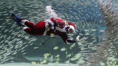 Южнокорейският Дядо Коледа е с акваланг, неопрен и плавници сред пасажи от сардини

(Вижте още снимки в галерията)