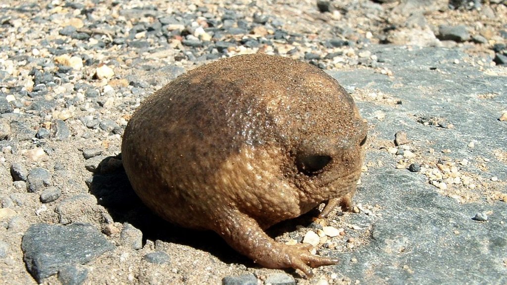 Breviceps_gibbosus_Cape_Rain_Froga_-_Cape_Town_2