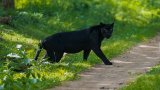 Разположени са и фотокапани, които да следят за дивата котка