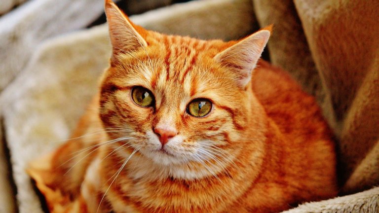 Развенчаваме и обясняваме някои от най-популярните митове за тях