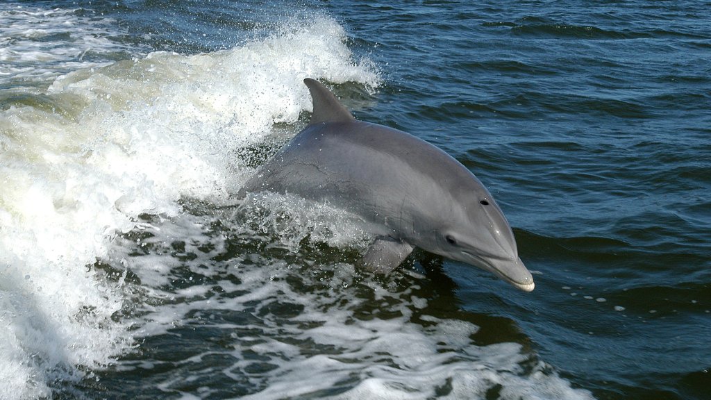 Tursiops_truncatus_01