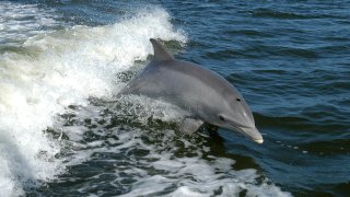 Tursiops_truncatus_01