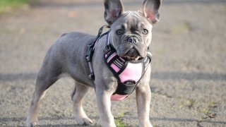 Една ветеринарка връща оригиналния и по-здравословен вид на френските булдози