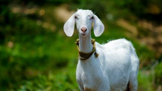 Италиански остров раздава безплатни кози