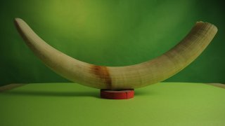 Nezpracovaný_kel_samice_afrického_savanového_slona