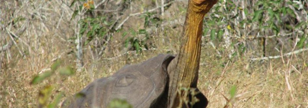 espanola-tortoise