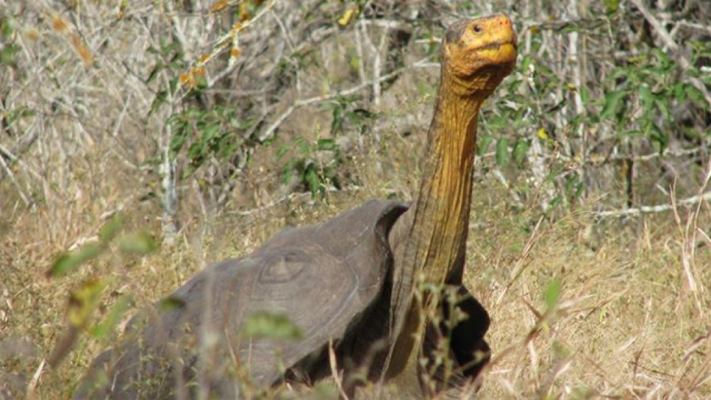 espanola-tortoise