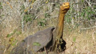 espanola-tortoise