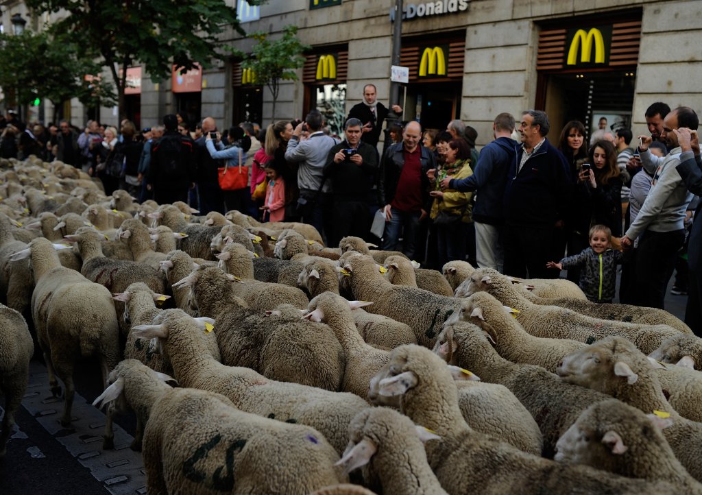 Странната традиция, заради която центърът на Мадрид беше блокиран от хиляди овце (снимки)