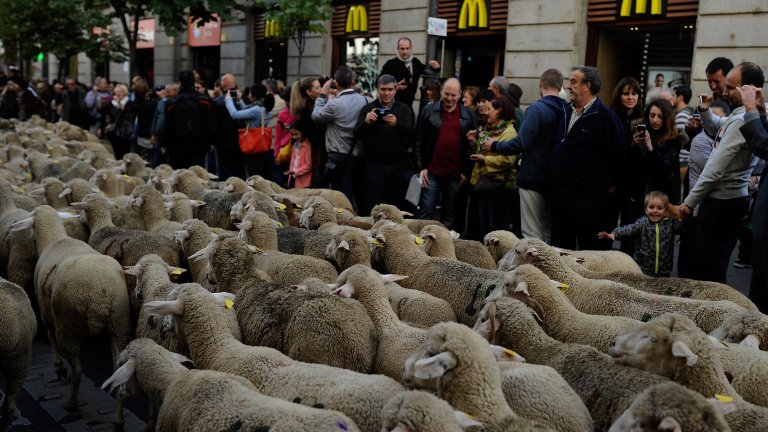 Странната традиция, заради която центърът на Мадрид беше блокиран от хиляди овце (снимки)