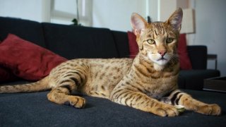 Аристократите на котешкия свят