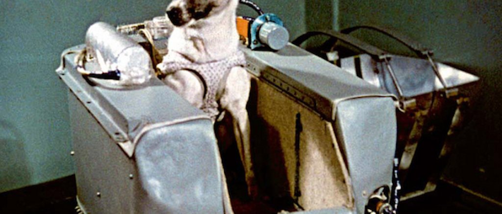 Лайка по време на тренировките си за излитане в орбита