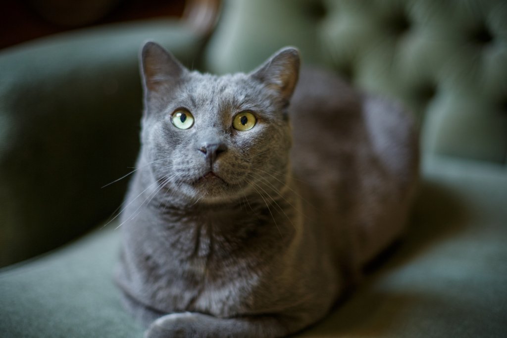 Руска синя коткаРуската синя котка е спокойна и дори леко мързелива. Тя е аристократ в истинския смисъл на думата и като такъв предпочита около нея да няма натрапници. Камо ли под формата на кучета, независимо дали са малка, или по-едра порода.