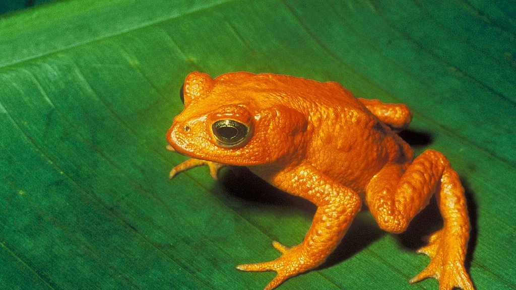 Bufo_periglenes2