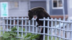 Военните помагат на местните с капани