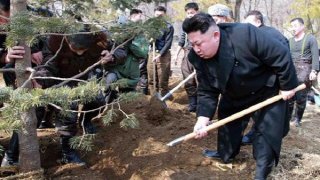 Kim Jong Un plans a pine tree