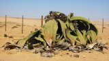 Welwitschia_mirabilis(2)