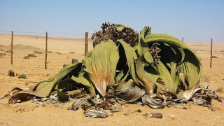 Welwitschia_mirabilis(2)