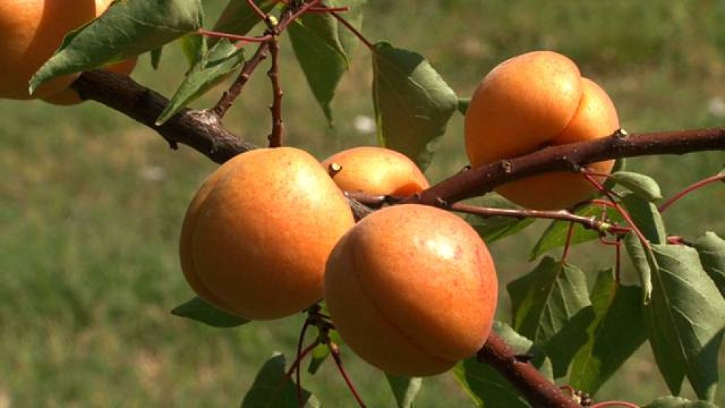 12928_vignette_abricot-04B