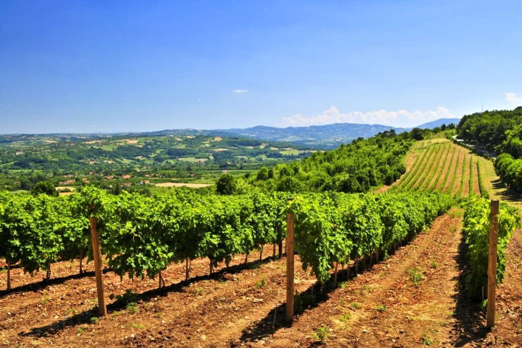 wine-tour-of-serbia_2_viticulture-serbia