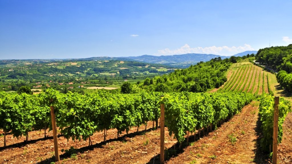 wine-tour-of-serbia_2_viticulture-serbia
