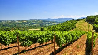 wine-tour-of-serbia_2_viticulture-serbia