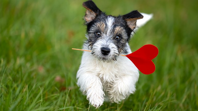 Създаването на навици започва от момента, в който го доведете вкъщи