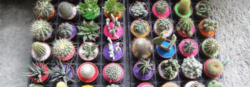 mini_cactus_indoor_plant_ornamental
