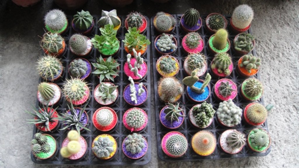 mini_cactus_indoor_plant_ornamental