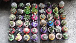 mini_cactus_indoor_plant_ornamental
