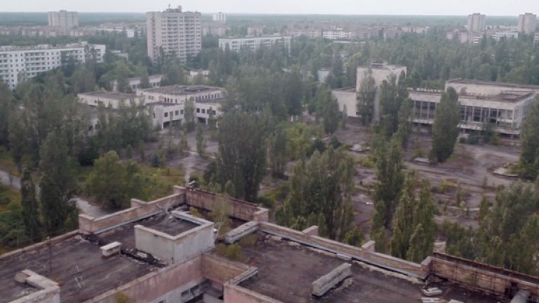 В Чернобил живее кафява мечка
