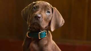 Сюжетът на Scooby-Doo: Origins се завърта в последната година на Шаги, Дафне и Велма в летен лагер