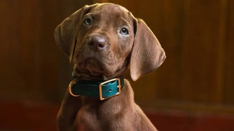 Сюжетът на Scooby-Doo: Origins се завърта в последната година на Шаги, Дафне и Велма в летен лагер