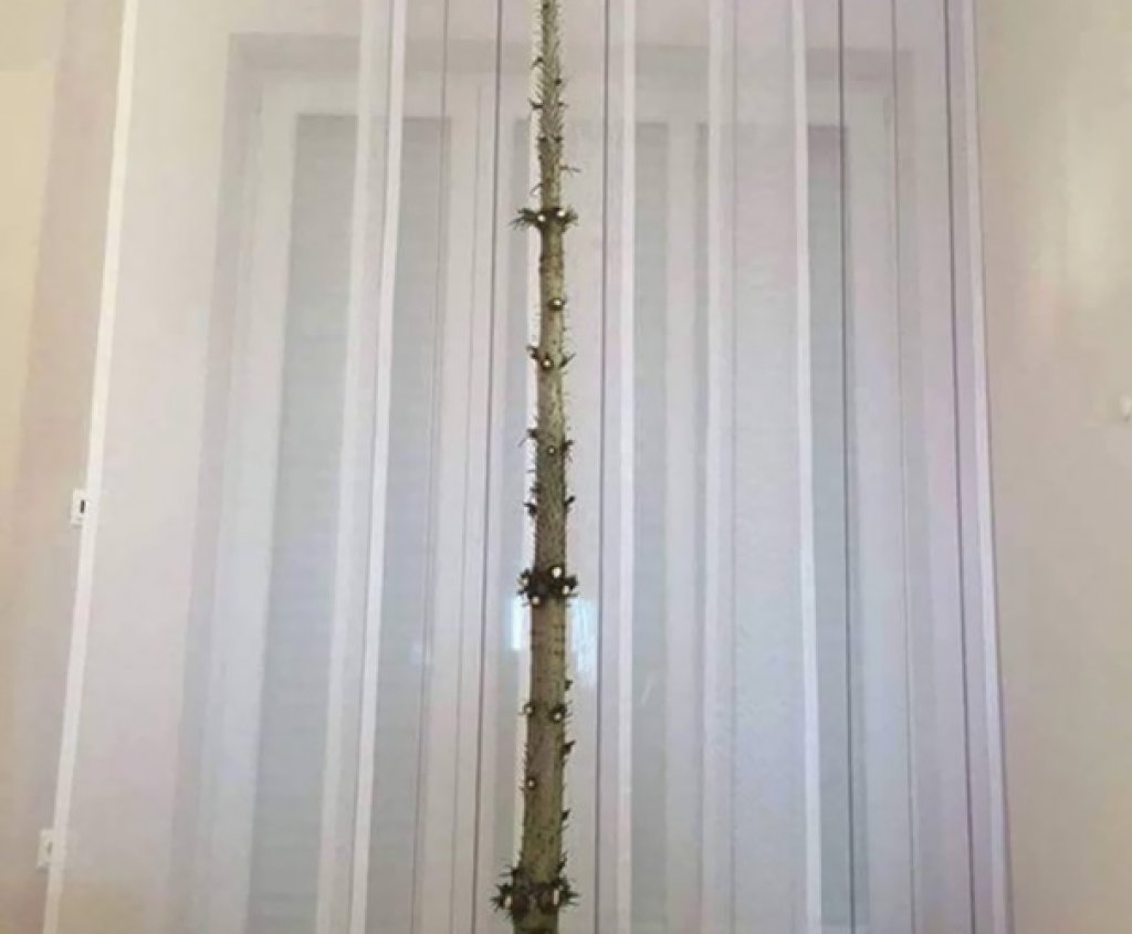 Елха, която не се страхува от котки