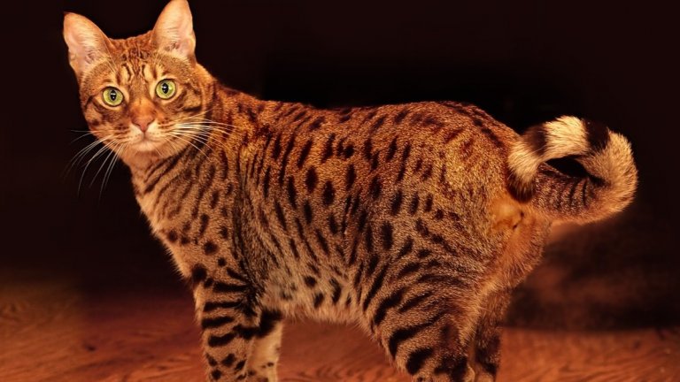 ОцикетОкраската тук лъже окото – в оцикет всъщност няма гени на дива котка. Породата е кръстоска между домашни котки с леопардова козина и късокосмести домашни котки. Оцикет са любвеобилни и се привързват лесно. Освен това, учудващо като за котки, подлежат на тренировки и възпитание на номера.