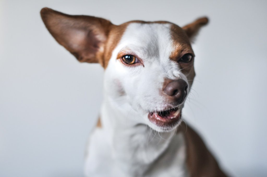 isabel-vittrup-pallier-yy03FLwEWAw-unsplash