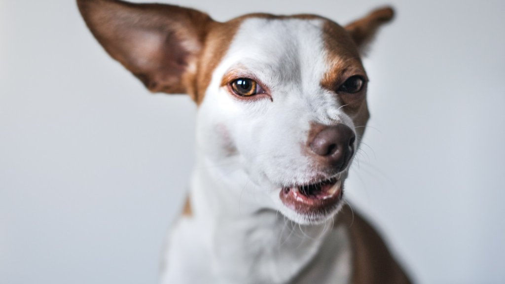 isabel-vittrup-pallier-yy03FLwEWAw-unsplash
