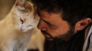 В трудните времена на войната в Сирия котките и хората са подкрепа едни за други
