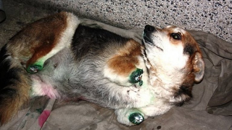 Осакатеното куче Мима, на което изверг отряза четирите лапи, предизвика взрив от съчувствие в Интернет и рехави протести по улиците