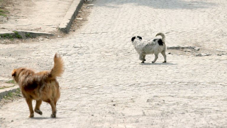 Земеделският министър Мирослав Найденов съобщи, че дори улично куче отказало да яде кренвирши по 2.20 лв./кг
