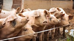 Еврокомисар вижда опасност България да загуби цялото си свиневъдство.