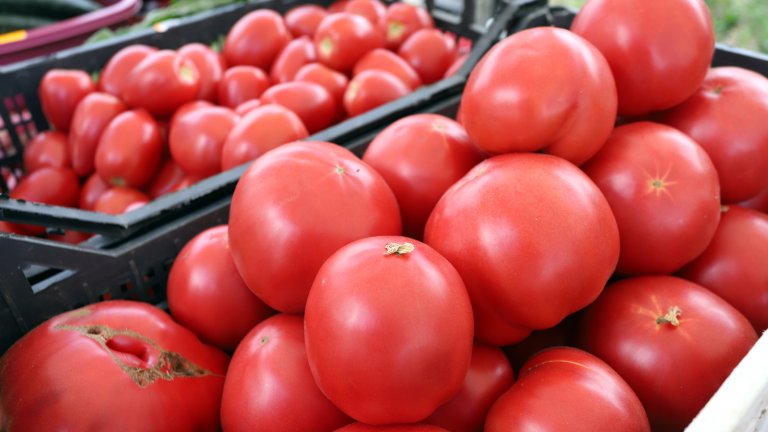 Над половината българска продукция на плодове и зеленчуци е изгубена заради проблемите с климата