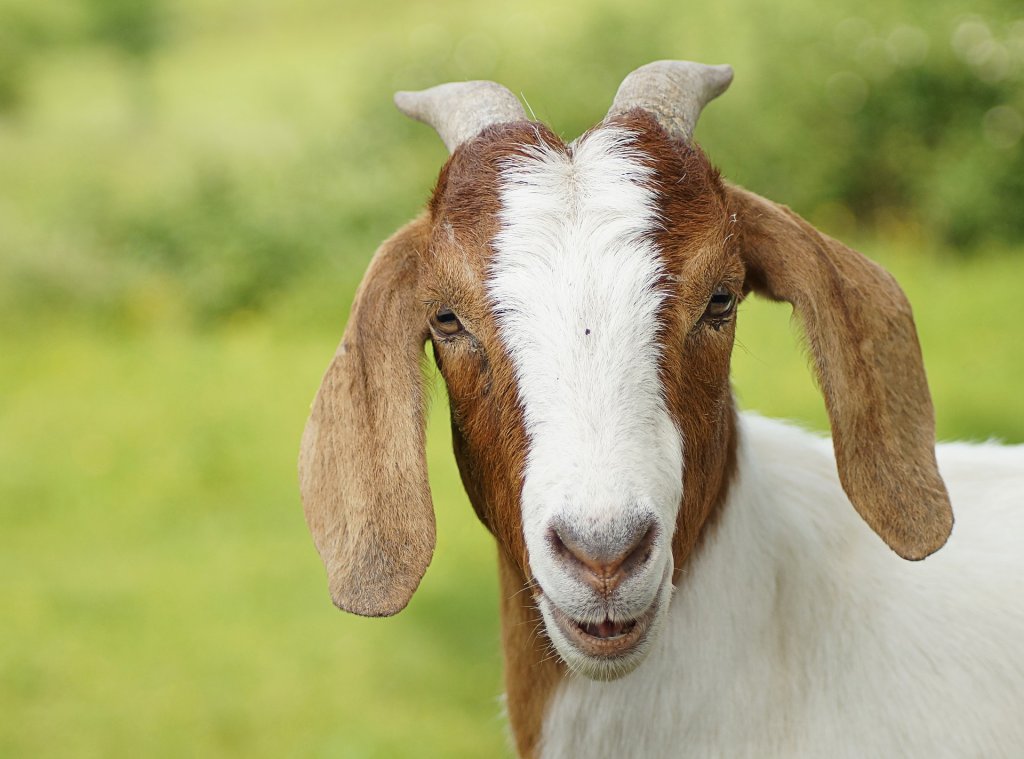 goat-3435923_1920