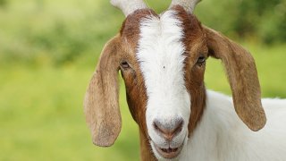 goat-3435923_1920